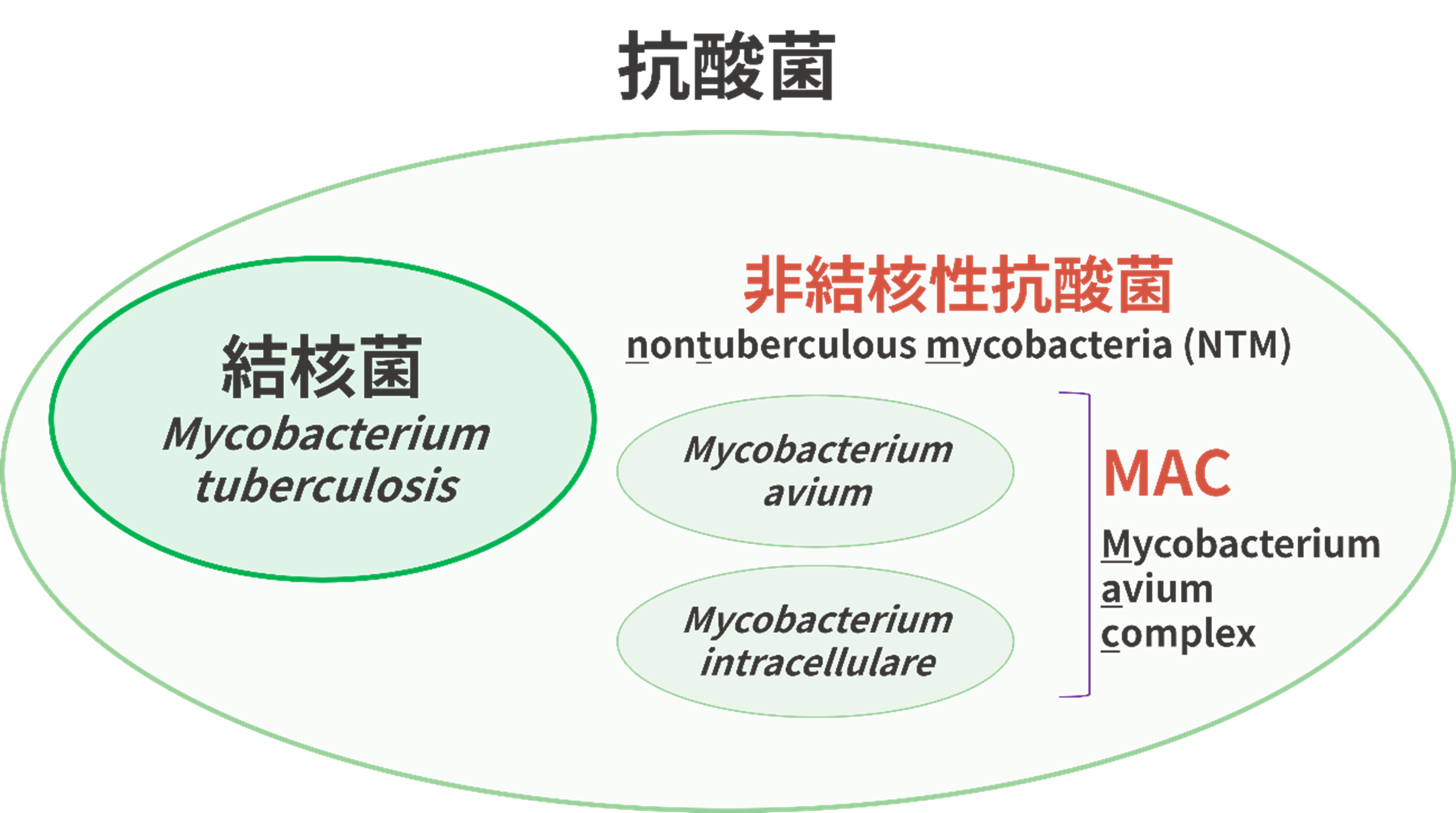 肺MAC症・肺非結核性抗酸菌症 | ふかさわ呼吸器・消化器内科